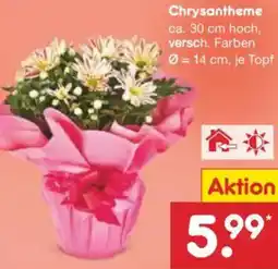 Netto Marken-Discount Chrysantheme Angebot