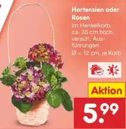 Netto Marken-Discount Hortensien oder Rosen Angebot