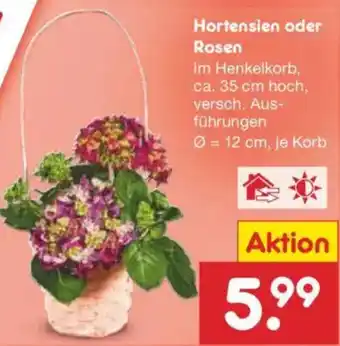 Netto Marken-Discount Hortensien oder Rosen Angebot
