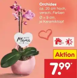 Netto Marken-Discount Orchidee Angebot
