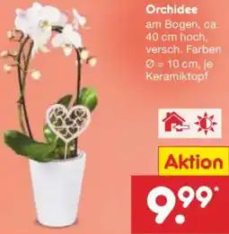 Netto Marken-Discount Orchidee Angebot