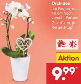 Netto Marken-Discount Orchidee Angebot