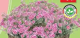 Thomas Philipps Nelken Dianthus Pink Kisses Angebot