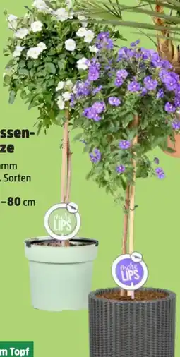 Thomas Philipps More Lips Terrassenpflanze Angebot