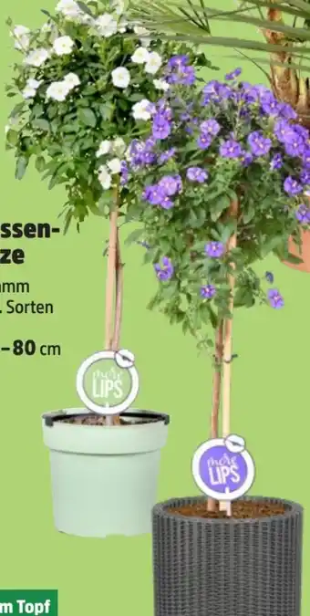 Thomas Philipps More Lips Terrassenpflanze Angebot