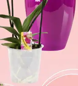 Thomas Philipps Orchideen-Übertopf Angebot