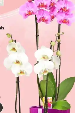 Thomas Philipps Orchideen Phalaenopsis Angebot