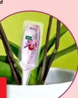 Thomas Philipps Floraline Orchideen Vitalkur Angebot