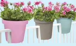 Thomas Philipps Blumen-Geländertopf 28 cm Angebot