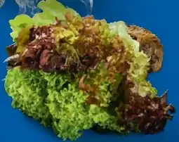 Lidl Salat Multicolor Angebot