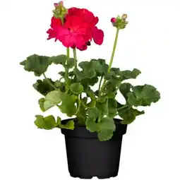 toom Baumarkt Toom Geranien Angebot