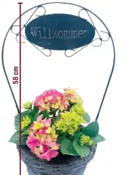 toom Baumarkt Hortensie im Henkelkorb Angebot