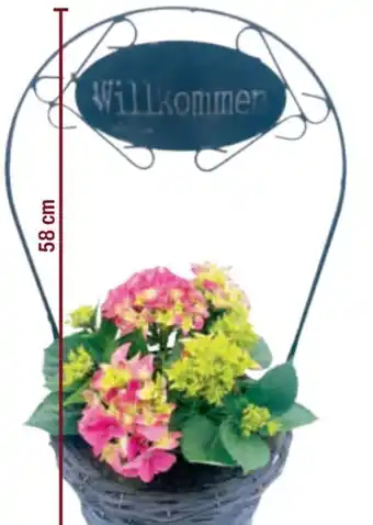 toom Baumarkt Hortensie im Henkelkorb Angebot