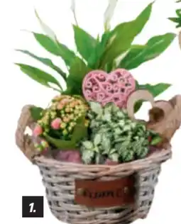 toom Baumarkt Pflanzen-Arrangement Angebot