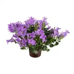 toom Baumarkt Glockenblumen Angebot