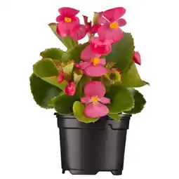 toom Baumarkt Toom Sommerblumen Angebot