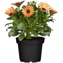 toom Baumarkt Sommerblumen Mix Angebot