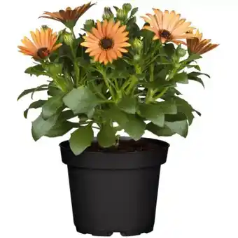 toom Baumarkt Sommerblumen Mix Angebot