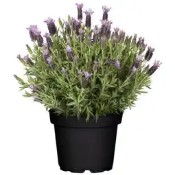 toom Baumarkt Toom Schopflavendel Angebot