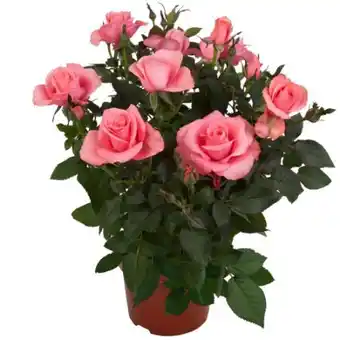 toom Baumarkt Toom Topfrose Angebot