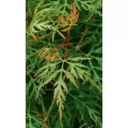 toom Baumarkt Fächer-Ahorn Emerald Lace Angebot
