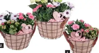 toom Baumarkt Muttertags-Arrangements Angebot