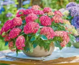 toom Baumarkt Ballhortensie Angebot