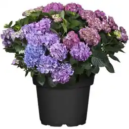toom Baumarkt Toom XL Ballhortensie Angebot