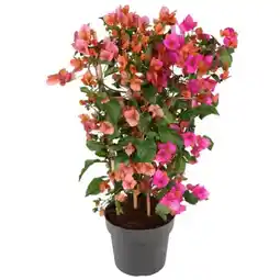 toom Baumarkt Drillingsblume Angebot