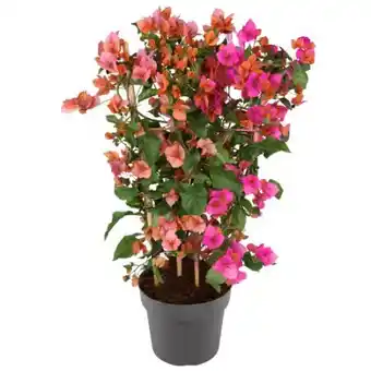 toom Baumarkt Drillingsblume Angebot