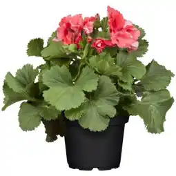 toom Baumarkt Toom Geranie Pretty Little Angebot
