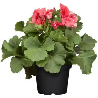 toom Baumarkt Toom Geranie Pretty Little Angebot
