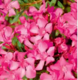 toom Baumarkt Oleander Angebot