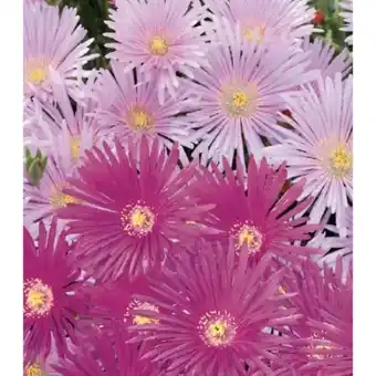 toom Baumarkt Mittagsblume Angebot
