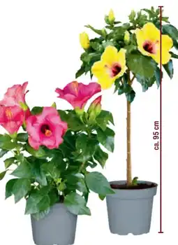 toom Baumarkt Hibiskus Angebot