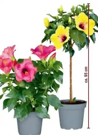 toom Baumarkt Hibiskus Angebot
