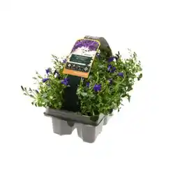 toom Baumarkt Toom Glockenblume Angebot
