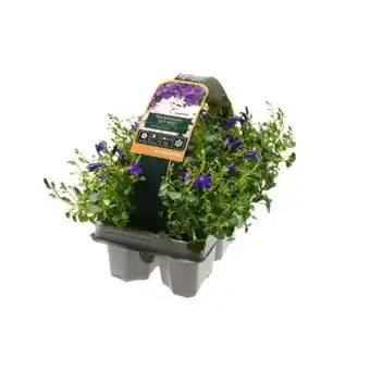 toom Baumarkt Toom Glockenblume Angebot