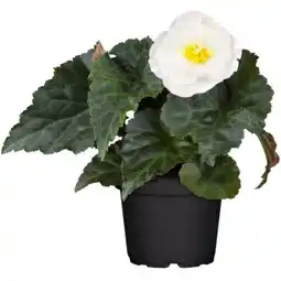 toom Baumarkt Toom Begonie Angebot