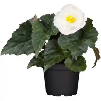 toom Baumarkt Toom Begonie Angebot