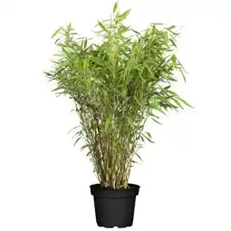 toom Baumarkt Gartenbambus Angebot