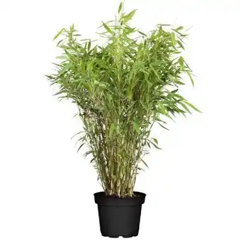 toom Baumarkt Gartenbambus Angebot