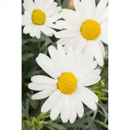 toom Baumarkt Margeriten Busch Angebot