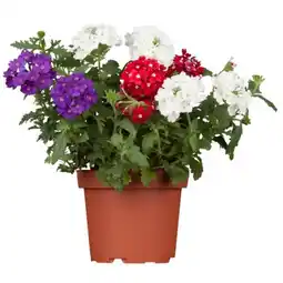 toom Baumarkt Eisenkraut-Trio Angebot