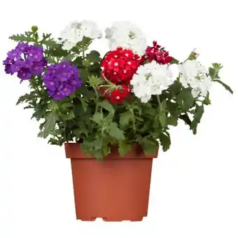 toom Baumarkt Eisenkraut-Trio Angebot