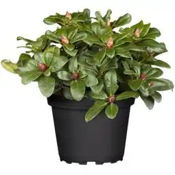 toom Baumarkt Toom Rhododendron Angebot