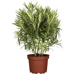 toom Baumarkt Oleander-Busch Angebot