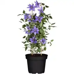 toom Baumarkt Clematis Angebot