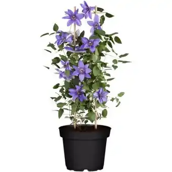 toom Baumarkt Clematis Angebot