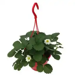 toom Baumarkt Erdbeeren-Pflanzen Angebot